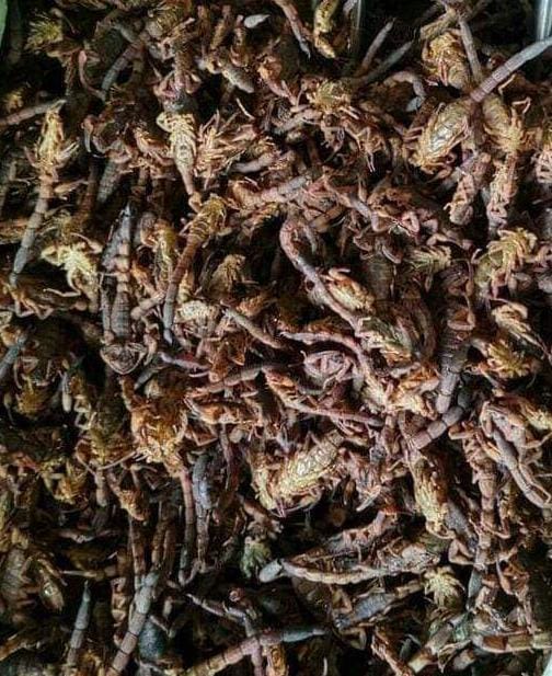 Dried Scorpions for sale