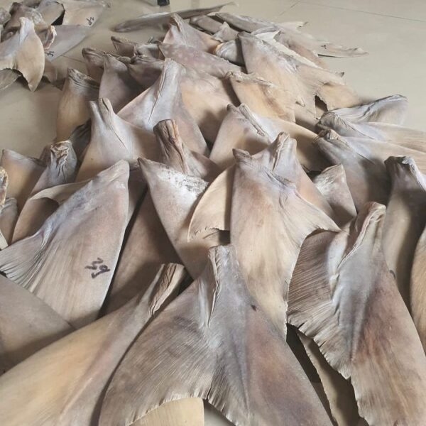 Dried shark fins