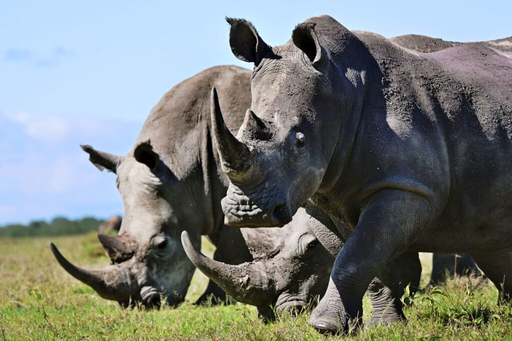 rhino horns are used for